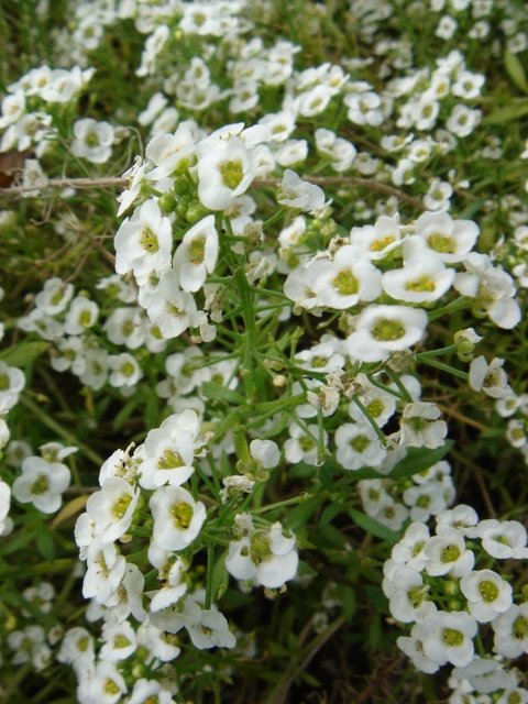 Lobularia maritima 'Snow Cristals'